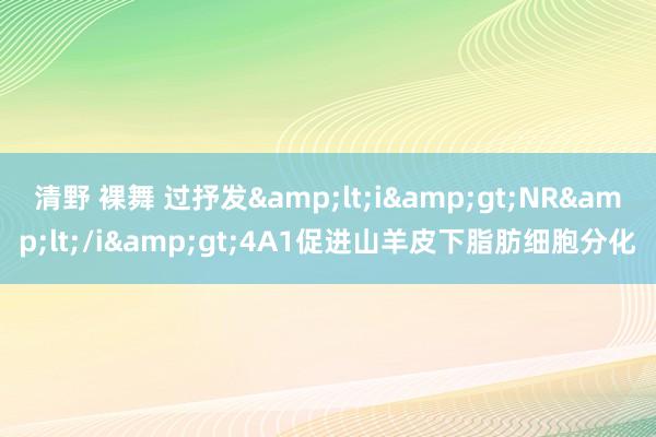 清野 裸舞 过抒发&lt;i&gt;NR&lt;/i&gt;4A1促进山羊皮下脂肪细胞分化
